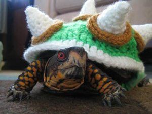 Bowser-Costume-for-a-Turtle