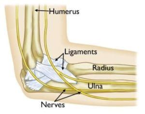 elbow anatomy ligaments and tendons