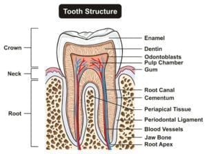 Diagram showing tooth structure