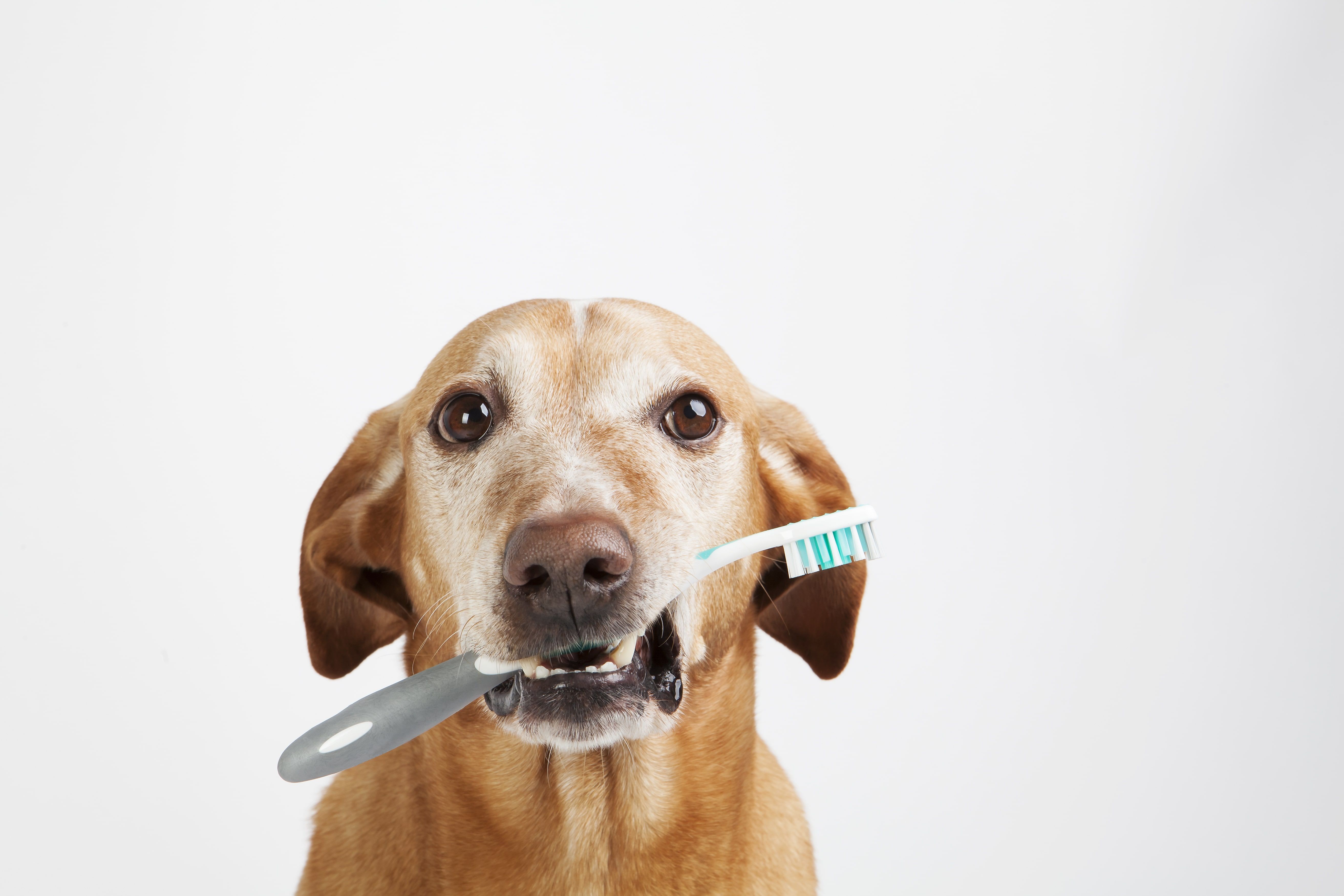 The Amazing World Of Animal Teeth - Appletree DentistryTigard, OR ...