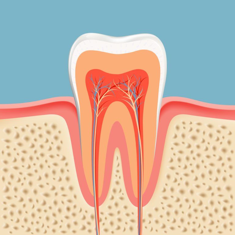 Illustration of an accurate anatomy of a tooth and the jaw it is anchored in