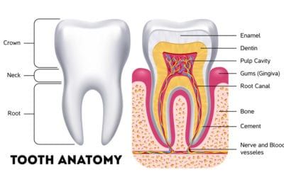 The Anatomy Of Your Teeth