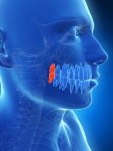 3d rendered illustration of the wisdom teeth